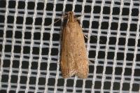 Helcystogramma lutatella