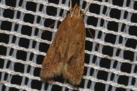 Helcystogramma lutatella