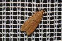 Helcystogramma lutatella