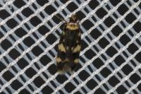 Oegoconia