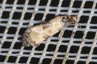 Neocochylis dubitana