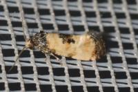 Neocochylis dubitana
