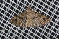 Alucita hexadactyla