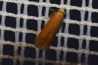 Tischeria
