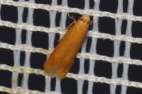 Tischeria