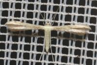 Adaina microdactyla