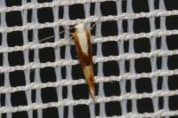 Argyresthia albistria