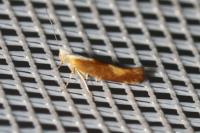 Argyresthia albistria
