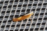 Argyresthia albistria