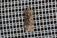 Anacampsis blattariella/populella