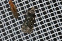 Anacampsis blattariella/populella