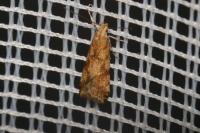 Brachmia blandella