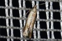 Coptotriche marginea