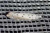 Yponomeuta padella