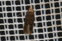 Aproaerema anthyllidella