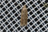 Bryotropha