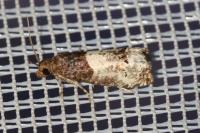 Notocelia roborana