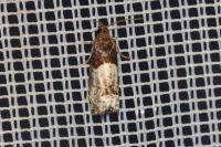Notocelia roborana