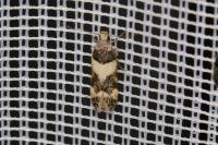Teleiopsis rosalbella