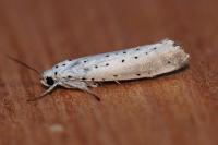Yponomeuta rorrella