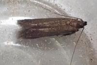 Monochroa tenebrella