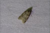 Cnephasia