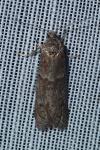Tortricodes alternella