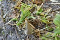 Nematopogon adansoniella