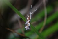 Eidophasia hufnagelii