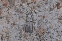 Symmocoides oxybiella