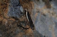 Nothris lemniscellus