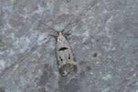 Mirificarma cytisella