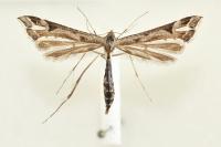 Paraplatyptilia metzneri