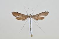 Agdistis adactyla