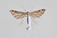Platyptilia tesseradactyla
