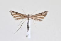 Paraplatyptilia metzneri