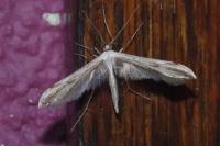 Emmelina monodactyla