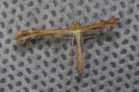 Oxyptilus