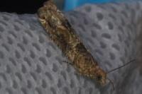 Crocidosema plebejana