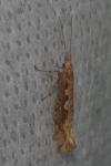 Plutella xylostella
