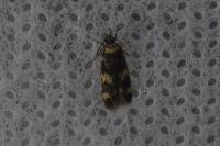 Oegoconia
