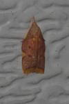 Carcina quercana