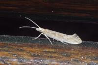 Plutella xylostella