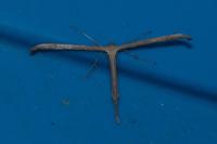 Emmelina monodactyla