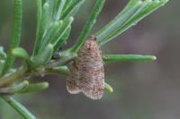 Isotrias stramentana