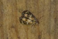 Tebenna micalis