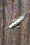 Plutella xylostella
