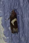Epiblema foenella