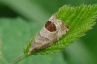 Notocelia uddmanniana