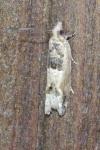 Crocidosema plebejana